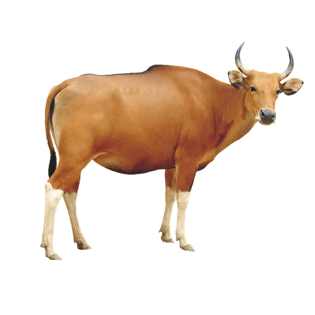 巴西 / 阿根廷牛肉